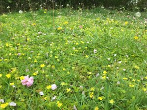 lawn studded with weeds