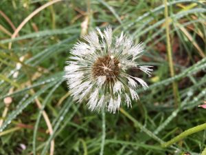 dandelion weed