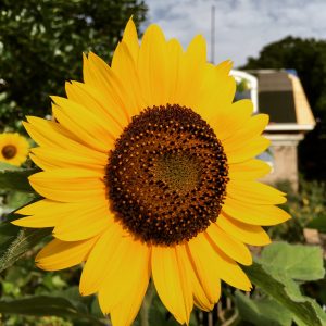 CT Sunflower